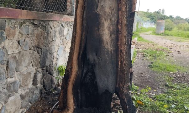 Trees torched on Ajijic beach. citizens asked to keep watch