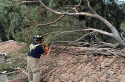 Lack of tree maintenance endangers Ajijic businesses, homes