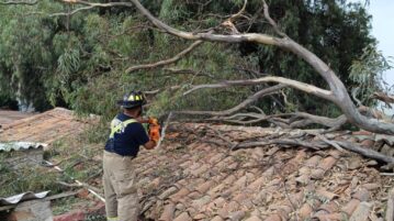 Lack of tree maintenance endangers Ajijic businesses, homes