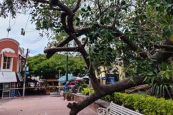 23 trees fell in Chapala between June and mid-August