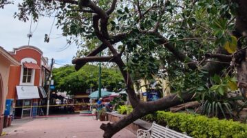 23 trees fell in Chapala between June and mid-August