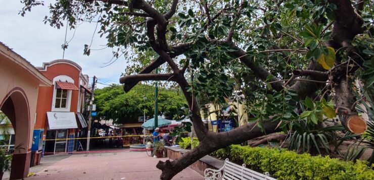 23 trees fell in Chapala between June and mid-August