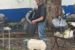 Animal abuse and sales reported in Ajijic tianguis