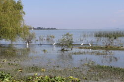 Citizens urged to act for Lake Chapala's urgent restoration