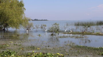 Citizens urged to act for Lake Chapala's urgent restoration