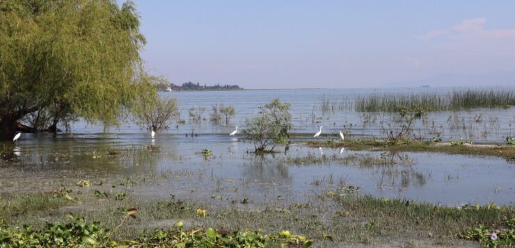 Citizens urged to act for Lake Chapala's urgent restoration