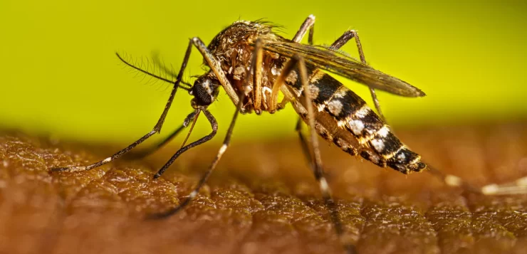 Dengue affected the Charales de Chapala team