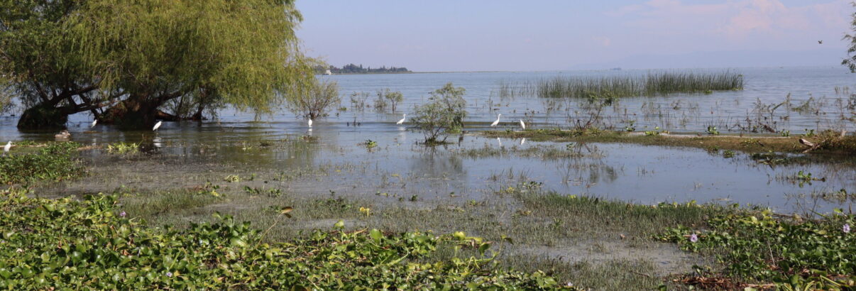  Citizens urged to act for Lake Chapala’s urgent restoration <br /> <span style='color:#797979;font-size:15px;font-family: Georgia, Cambria, 'Times New Roman', Times, serif;'>Pressure governments, adopt sustainable practices, and learn more</span>