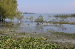 Citizens urged to act for Lake Chapala's urgent restoration