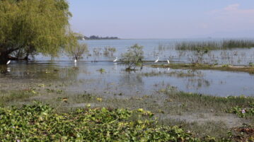 Citizens urged to act for Lake Chapala's urgent restoration