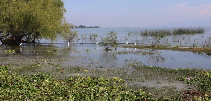 Citizens urged to act for Lake Chapala's urgent restoration