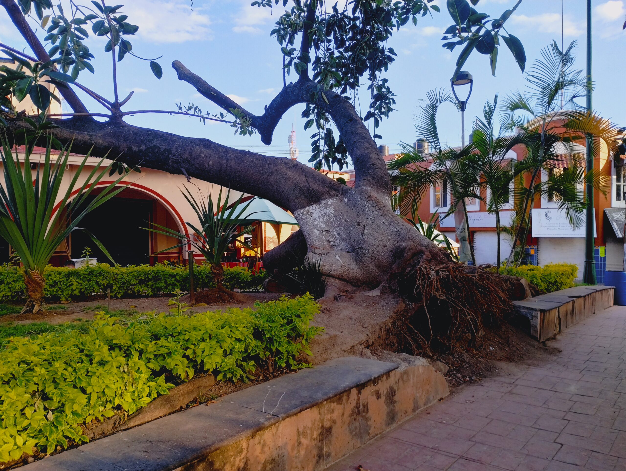 Large fallen tree in Chapala can be saved