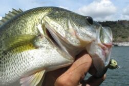 Black bass overpopulation threatens Chapala’s shad production