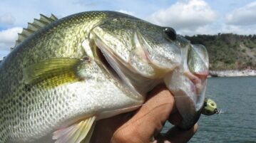 Black bass overpopulation threatens Chapala’s shad production