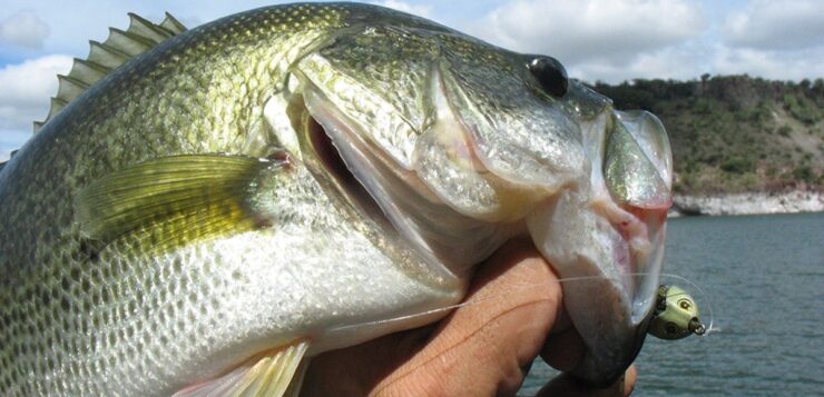 Black bass overpopulation threatens Chapala’s shad production