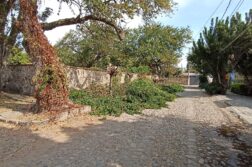 Trees illegally trimmed in La Floresta; CFE possible culprit?