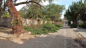 Trees illegally trimmed in La Floresta; CFE possible culprit?