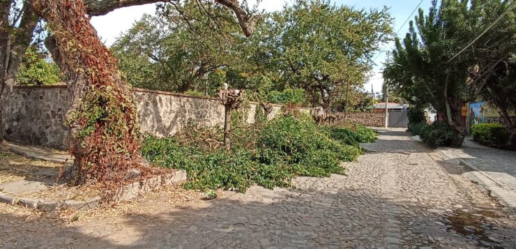 Trees illegally trimmed in La Floresta; CFE possible culprit?