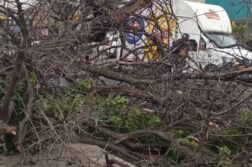 Man survives after tree falls on him in Ajijic