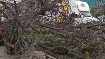 Man survives after tree falls on him in Ajijic