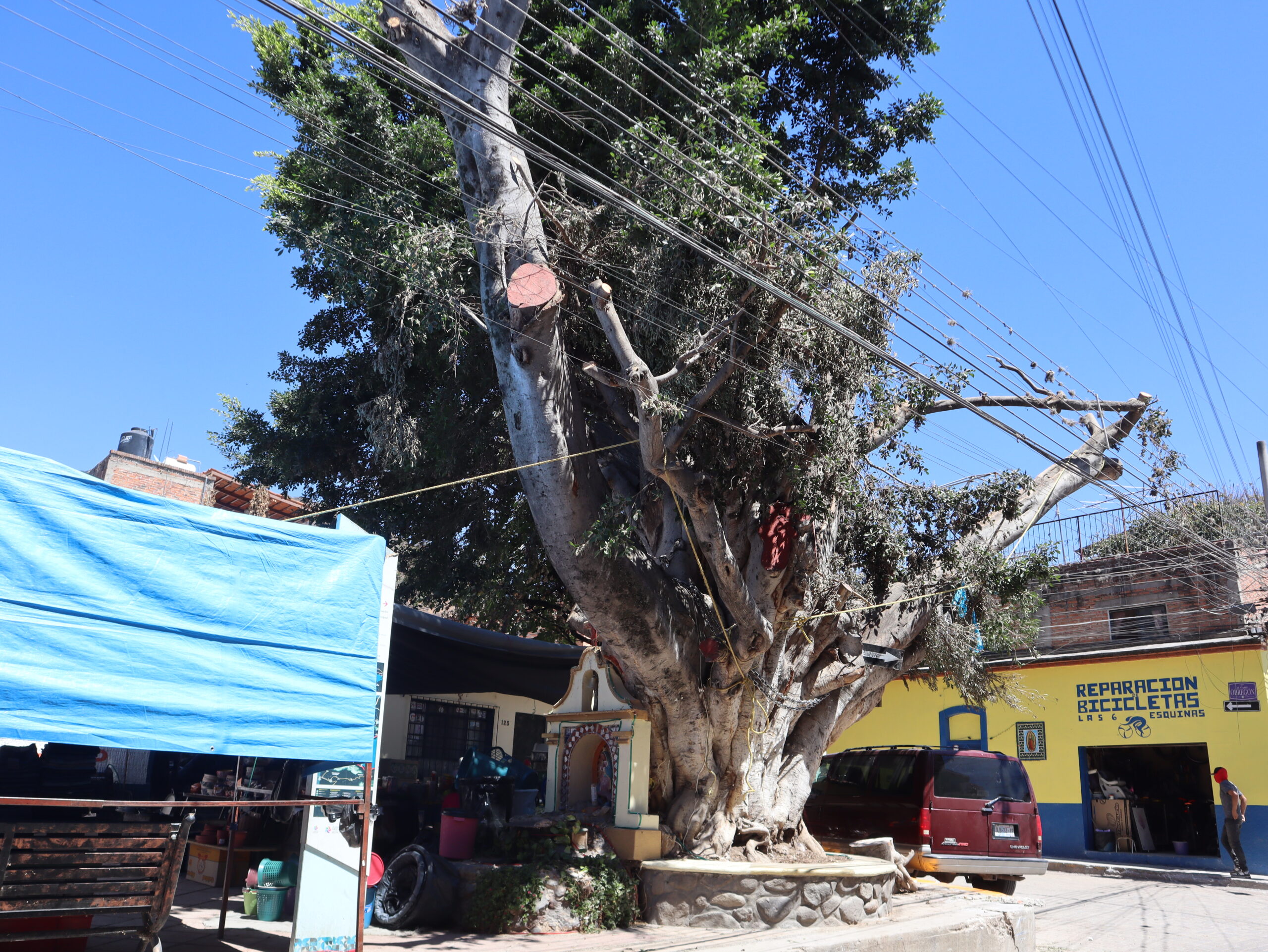 The 6 Esquinas (Six Corners) tree is not to be cut down but rehabilitated, according to Chapala President Aguirre Curiel. The president announced the reprieve after the publication of the first video reporting the damage to the tree, stating that it had been approved to be cut down due to the Ecology, Parks and Gardens and Civil Protection report, but he rescinded the order. Aguirre Curiel told Semanario Laguna, “This tree is emblematic, not only for the Six Corners but also for the municipality. It is one of the trees we must take care of, saved and defended. Unfortunately, it is in trouble, but we have already begun to take measures.” A report has already been made in the municipality in collaboration with employees of the Ecology, Parks and Gardens and Civil Protection departments. Aguirre Curiel said that he asked for the support of experts from the University of Guadalajara so that they could lend their support in rescuing this Indian Laurel. Although the experts they are looking to bring in have yet to submit a report or study, the tree has already been pruned, and a chain has been placed on it, according to the Ecology Department through Social Communication, as a preventive measure, something that the president also reported. Aguirre Curiel said, “A chain is wrapped around it so that it does not continue to open, and responsible pruning has already been done so that the air does not continue to pull it because it has a hole in the center. We have already asked for help from the UDG to check the tree and see how we can take care of it, but at first, they told us that the pruning and the clasp were important.” A rumor spread that the tree would be felled due to the video posted on the Facebook page Gobierno de Chapala, . However, so far, only pruning has been done, which, according to theDepartment of SocialComunicación, both pruning and chain are the only measures that will be taken until the tree is examined by experts and they have submitted their evaluation. “What are we going to do? We are going to save it, that is important,” Aguirre said. Local residents say the 80 to 90-year-old tree remains standing despite damage and rumors of demolition. The tree has suffered from root fungus and damage from improper pruning. Translated and edited by Bruce Bernhart