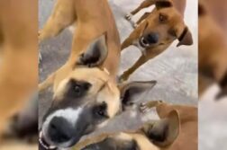 Activists allege illegal euthanasia of three Chapala dogs