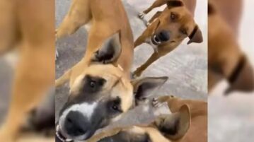 Activists allege illegal euthanasia of three Chapala dogs