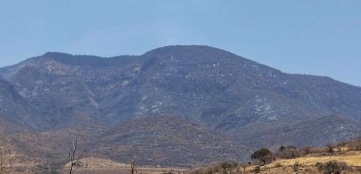 At least 1,200 hectares affected by forest fire