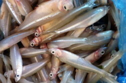 Fishing just got easier in Lake Chapala for native Charal