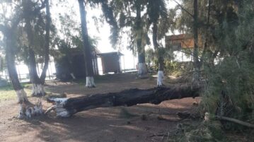 Young trees planted as old ones come down in Jocotepec