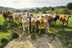 Screwworm threatens Mexico's livestock and consumers