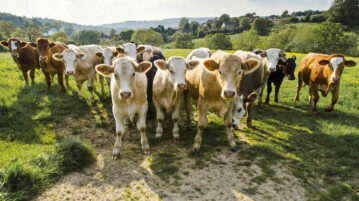Screwworm threatens Mexico's livestock and consumers