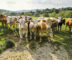 Screwworm threatens Mexico's livestock and consumers