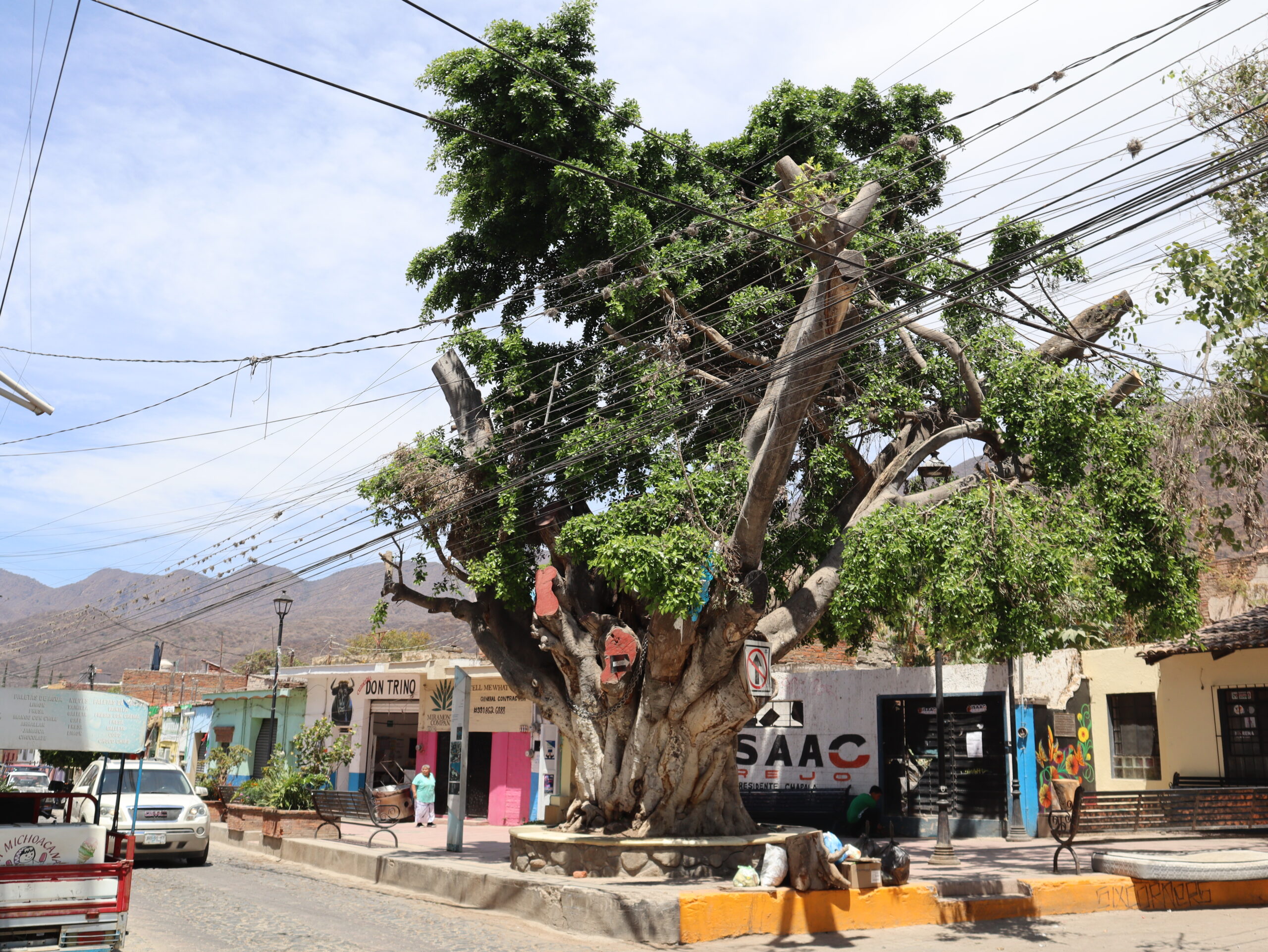 Iconic Six Corners tree gets life-saving treatment
