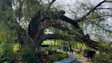 Storms damage trees across Chapala, officials respond to hazards