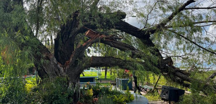 Storms damage trees across Chapala, officials respond to hazards