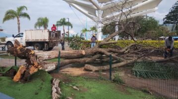 Fallen tree removed from Chapala's Malecón