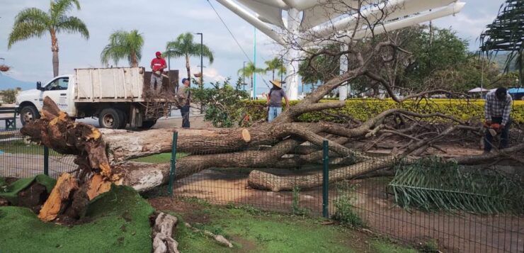 Fallen tree removed from Chapala's Malecón