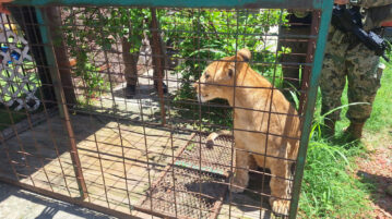 Illegally possessed lion cub seized in Puerto Vallarta