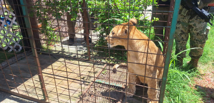 Illegally possessed lion cub seized in Puerto Vallarta