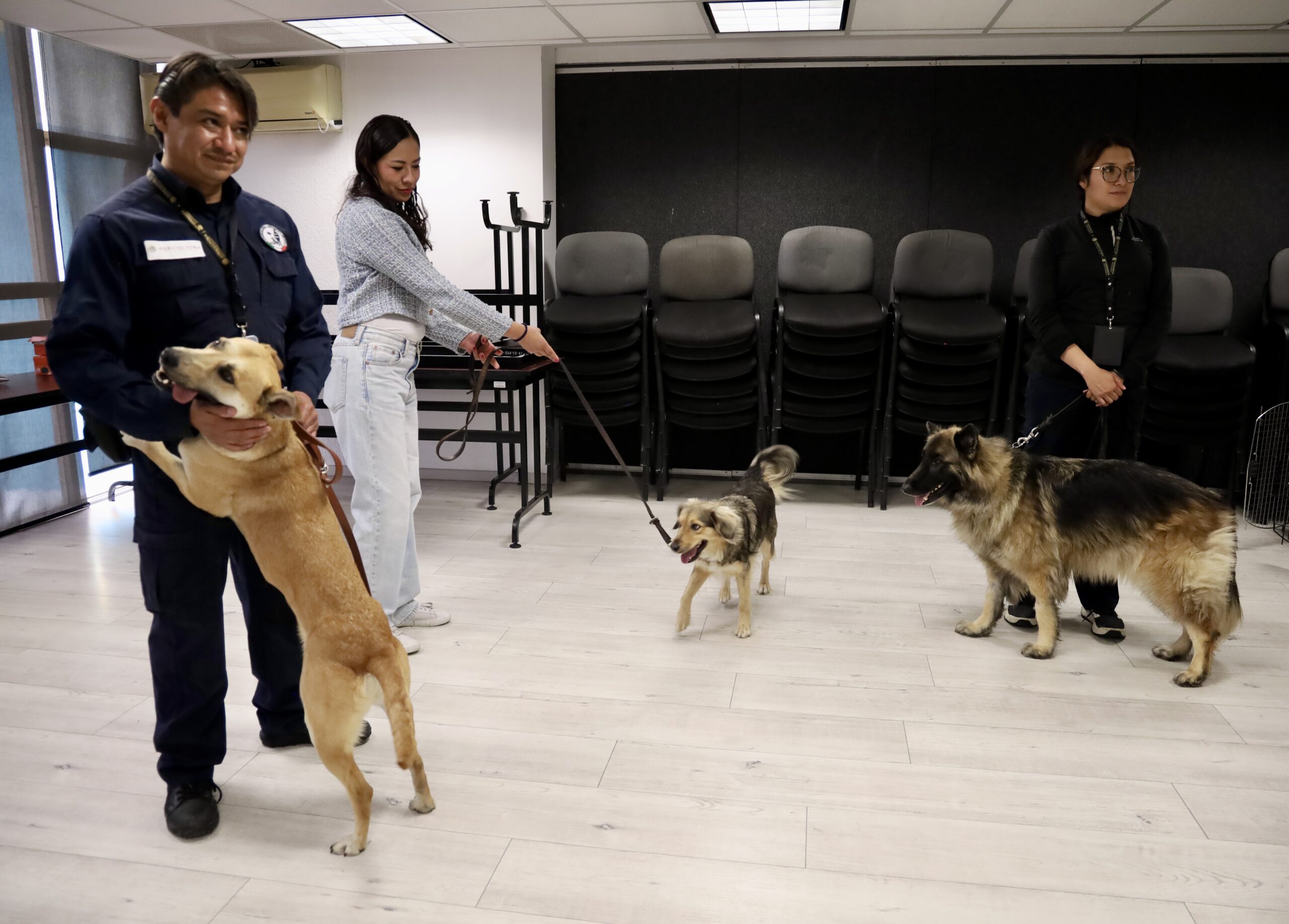 Canine teams sniff out screwworm in Jalisco