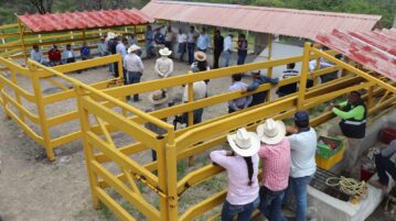Jalisco’s screwworm detection corral is first nationwide
