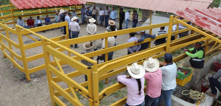 Jalisco’s screwworm detection corral is first nationwide