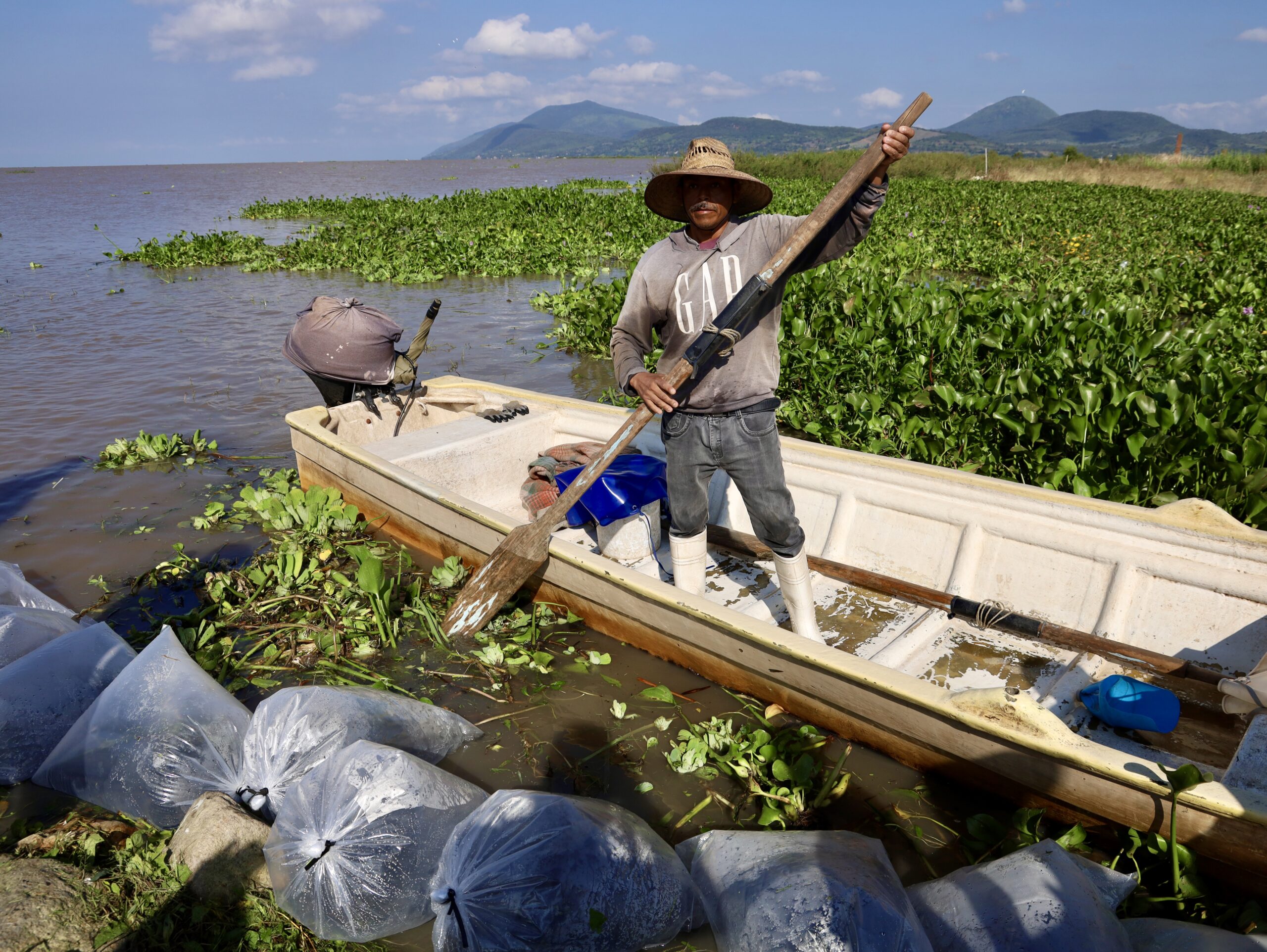 Lake Chapala receives more than 200,000 tilapia fry