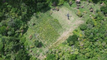 State Highway Police eradicate nearly 40,000 marijuana plants