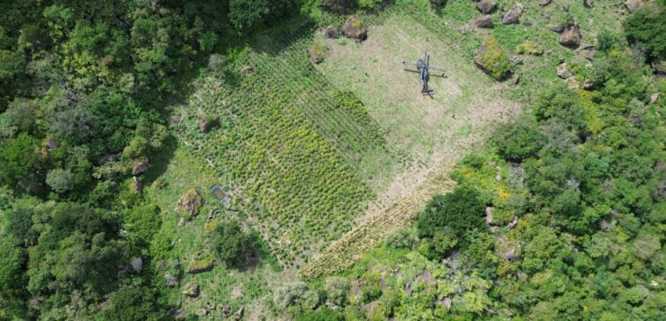 State Highway Police eradicate nearly 40,000 marijuana plants