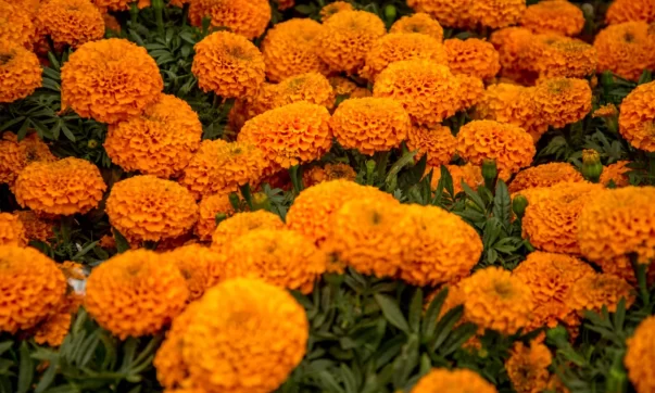 Chapala outlines security, cleanup plan for Day of the Dead