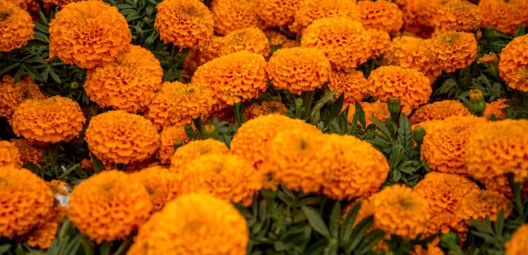 Chapala outlines security, cleanup plan for Day of the Dead