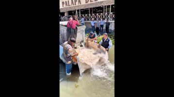 150,000 tilapia fry released into Lake Chapala