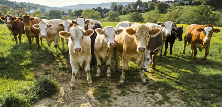 Cattle Screwworm Case Detected in Jalisco